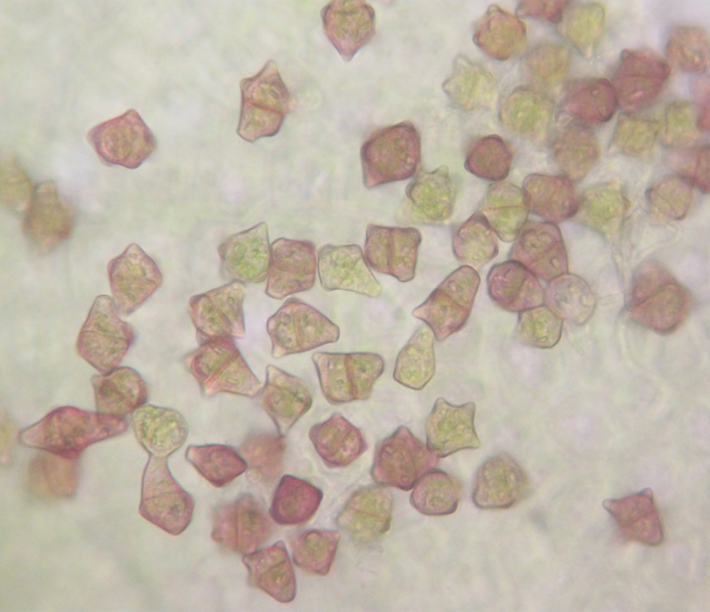 Barbilophozia hatcheri